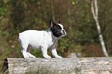 BOULEDOGUE FRANCAIS 229